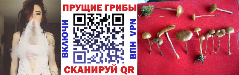 Псилоцибиновые грибы GOLDEN TEACHER  Котельники 